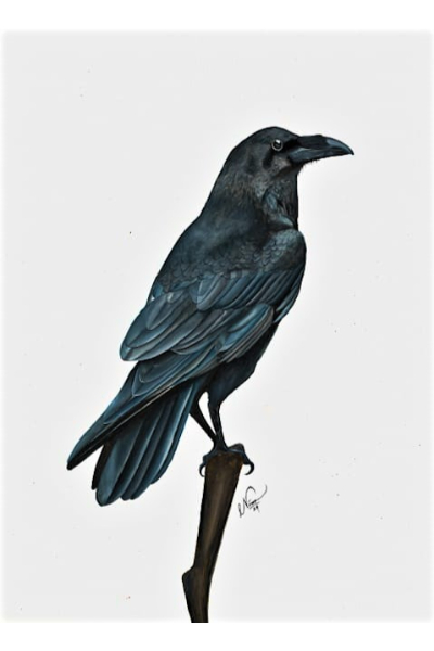 Nimesh Weerasinghe - Kaputas - The Crow Print